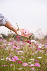 美丽的格桑花