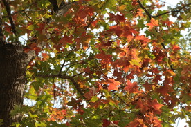 金秋彩叶