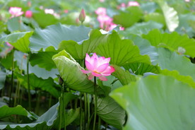 荷花初露