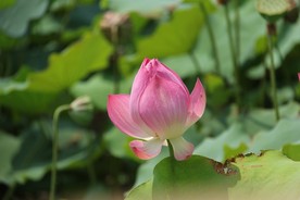 粉色荷花