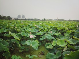 荷花