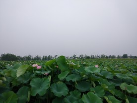 荷塘