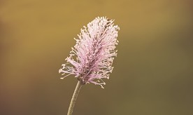 车前草