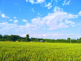 麦田风景