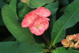 刺梅花