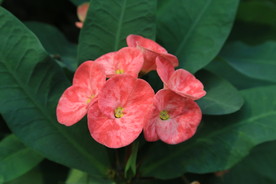 刺梅花