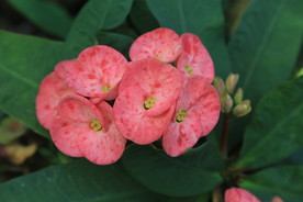 刺梅花