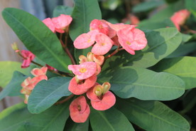 刺梅花