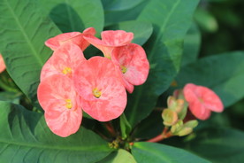 刺梅花