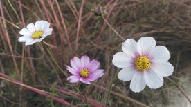 美丽的格桑花