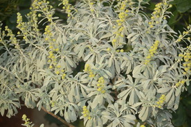 芙蓉菊