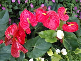 火鹤花