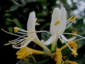 金银花