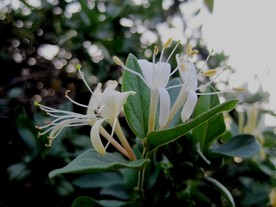 金银花