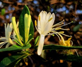 金银花