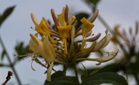 金银花