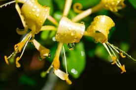 金银花