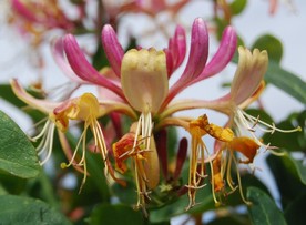 金银花