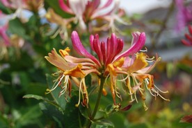 金银花