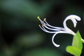 金银花