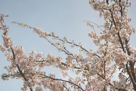 盛开的樱花