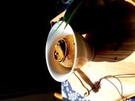 茶马大红柑