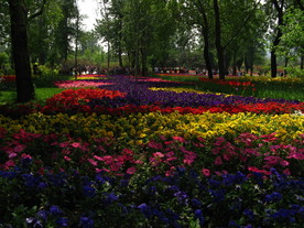 公园花圃