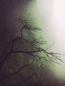 烟树