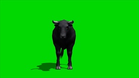 绿屏抠像视频素材