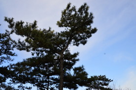 松枝