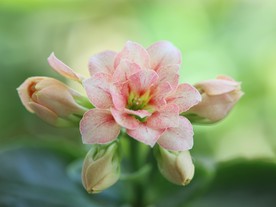 长寿花