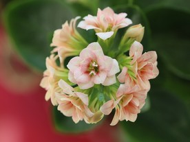 长寿花