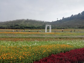 花田