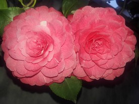 花开