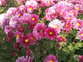 菊花