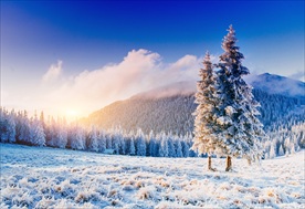 冬季雪松景观