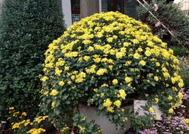 秋天的菊花