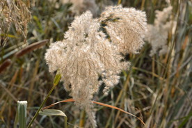 芦花