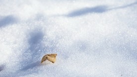 冰天雪地  冬天  雪景
