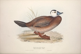 欧洲手绘鸟类生物图