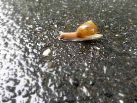 蜗牛