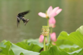 荷花