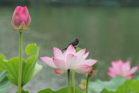 荷花