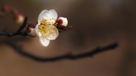 梅花