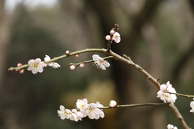 梅花