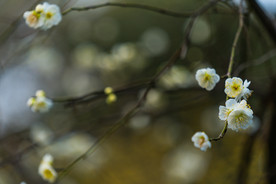梅花