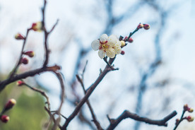 梅花