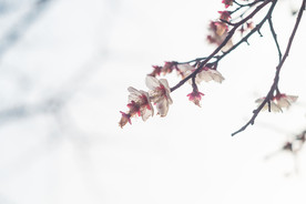 梅花