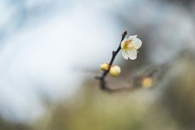 梅花