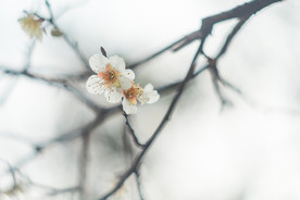 梅花